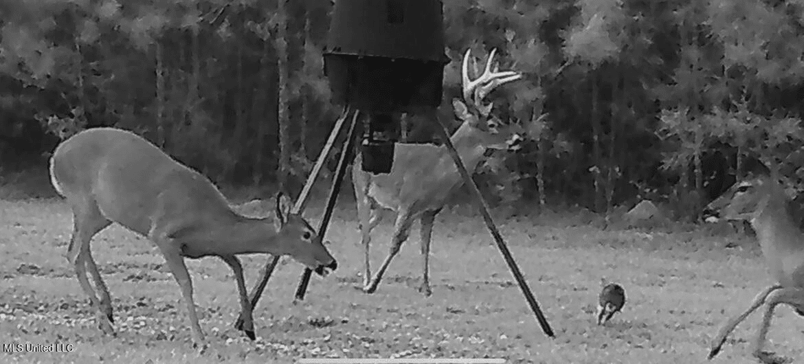 Asilo Farms on Bala Chitto Creek, Southwest Mississippi