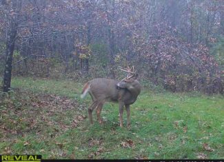 1565 Hwy 71 – Sparta, Wisconsin | 286± Acres | Monroe County