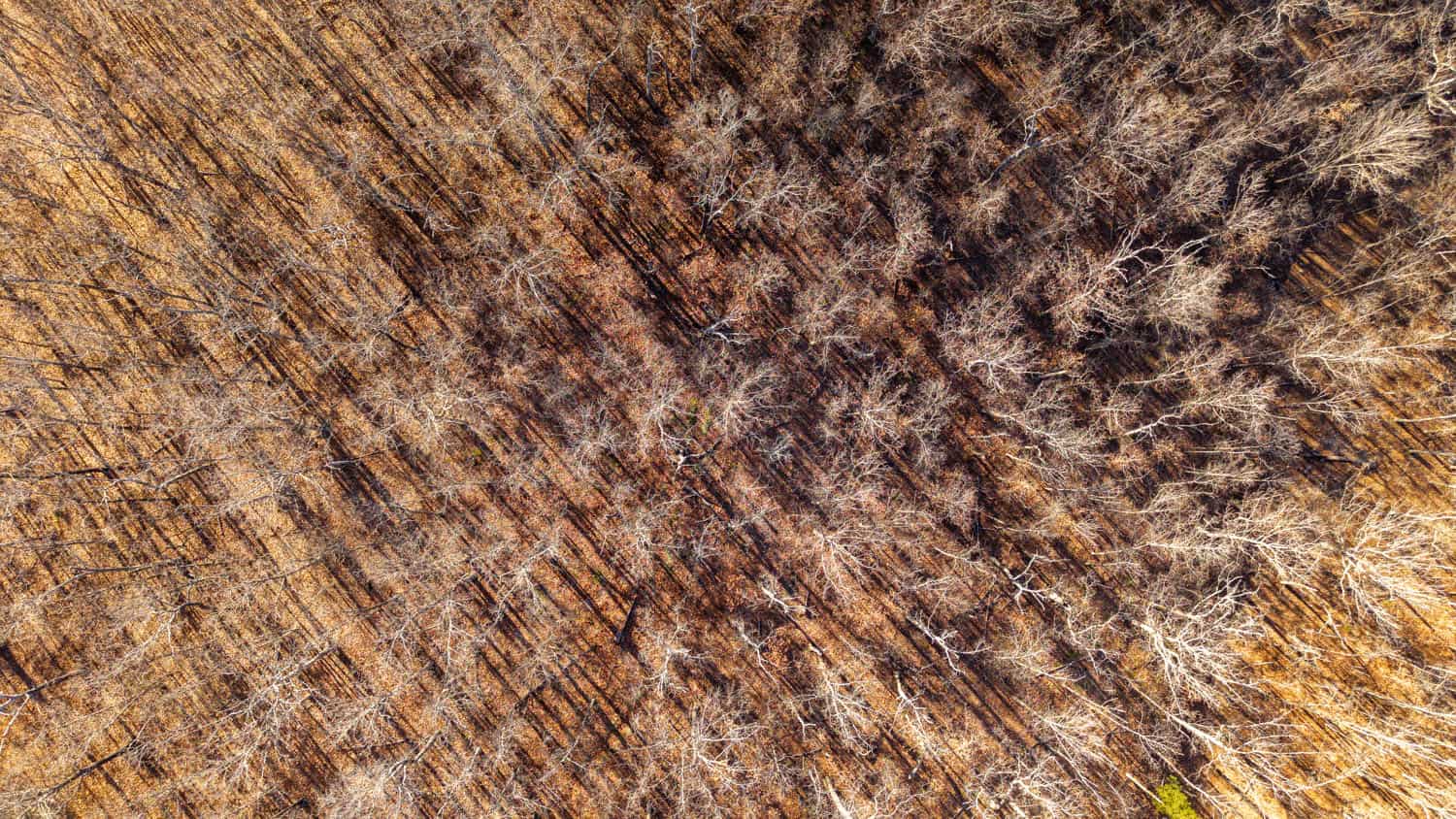 000 State Highway 137, Willow Springs, Missouri