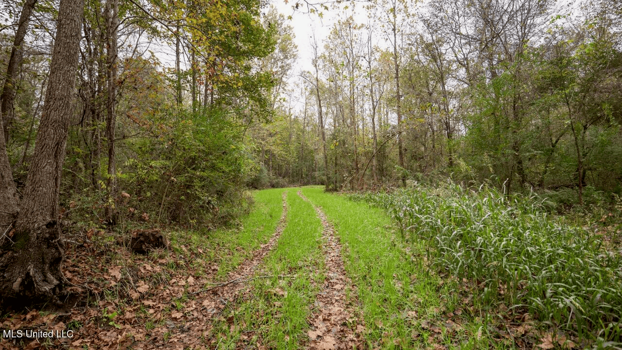 Woodville, MS – 40 Acres with Income-Producing Camp