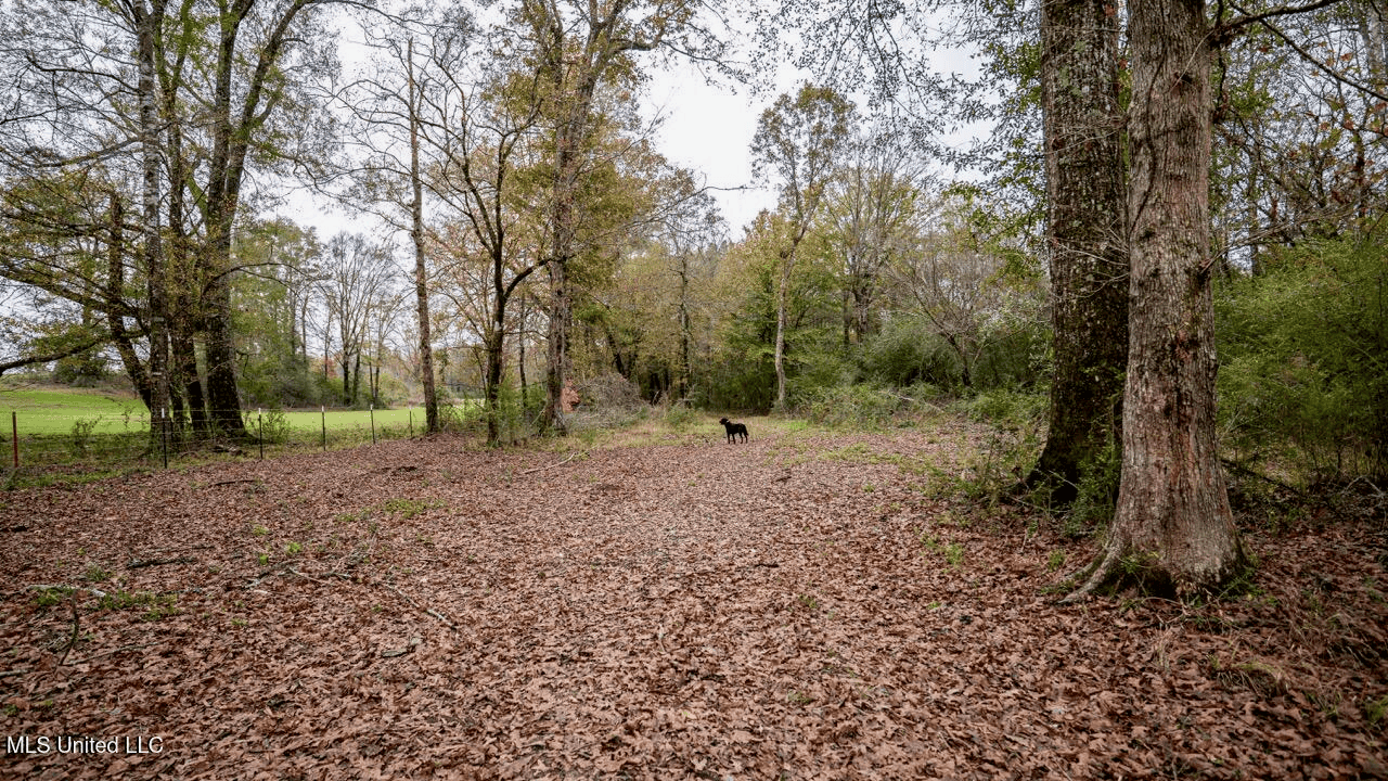 Asilo Farms on Bala Chitto Creek, Southwest Mississippi