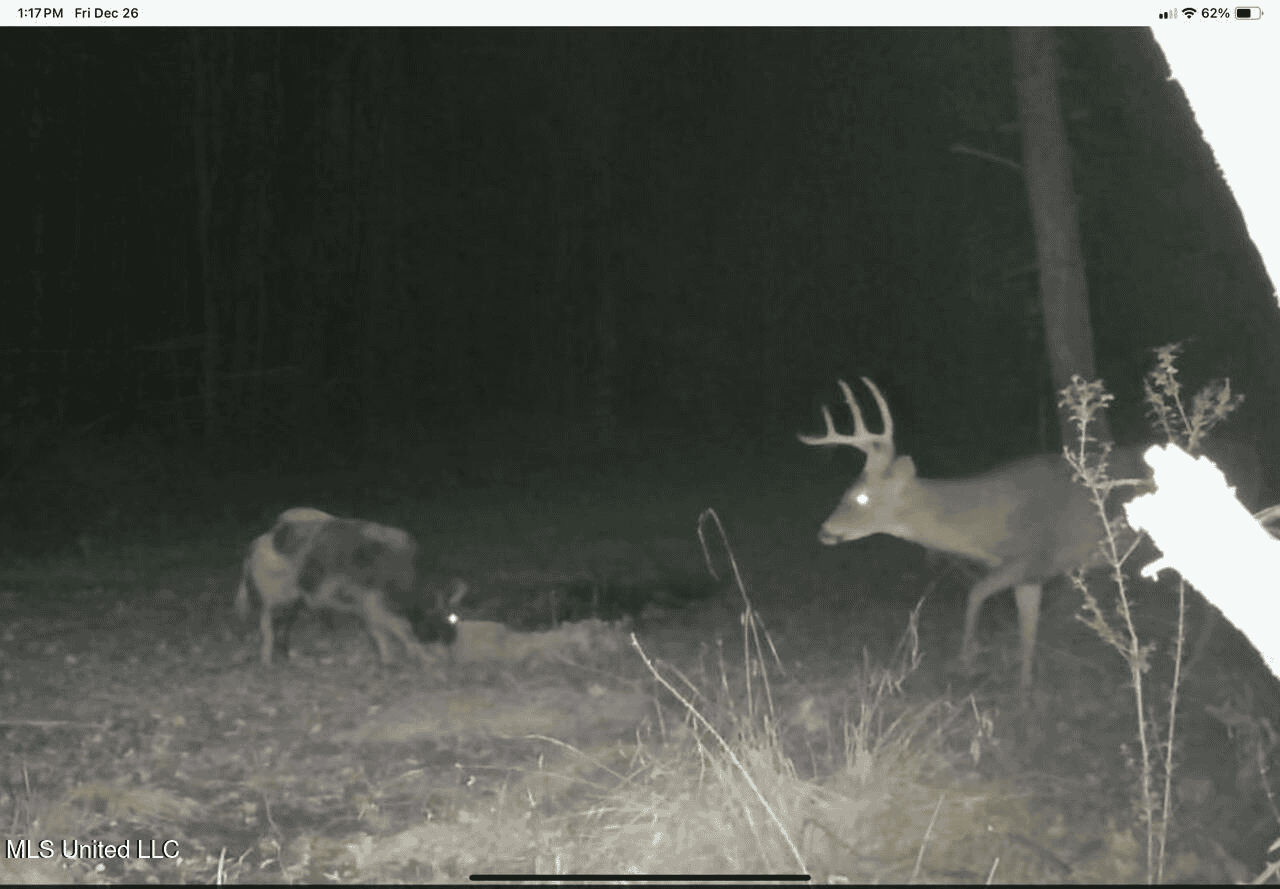 84.5 Acres in Woodville, MS on Hwy 24 with Creeks