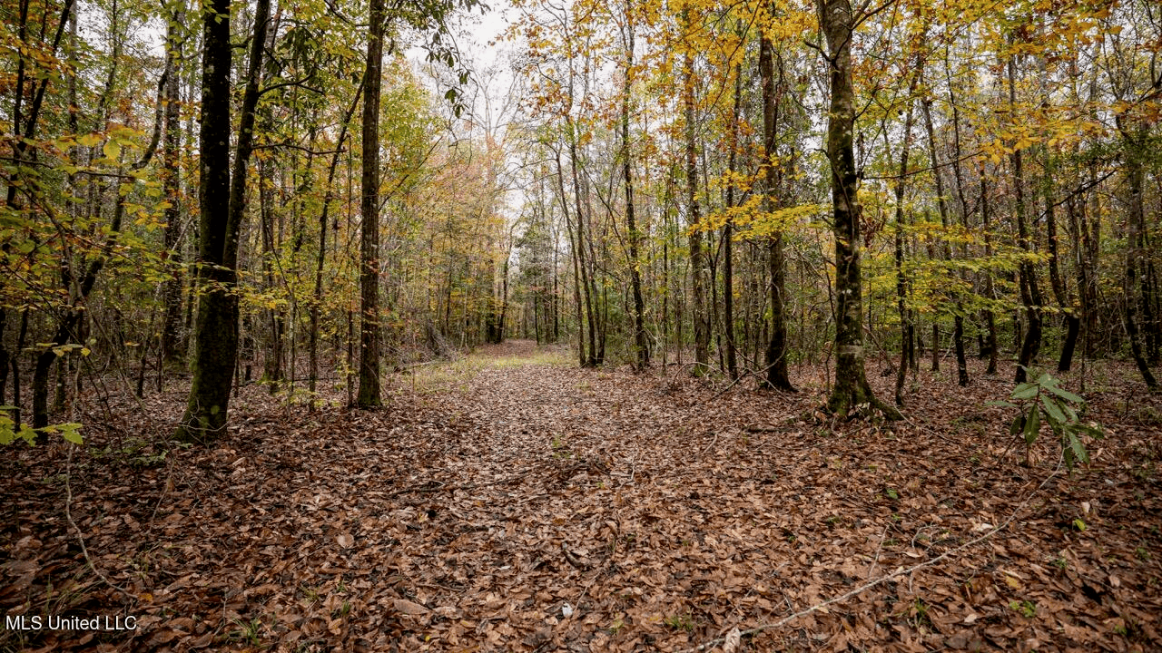 Asilo Farms on Bala Chitto Creek, Southwest Mississippi