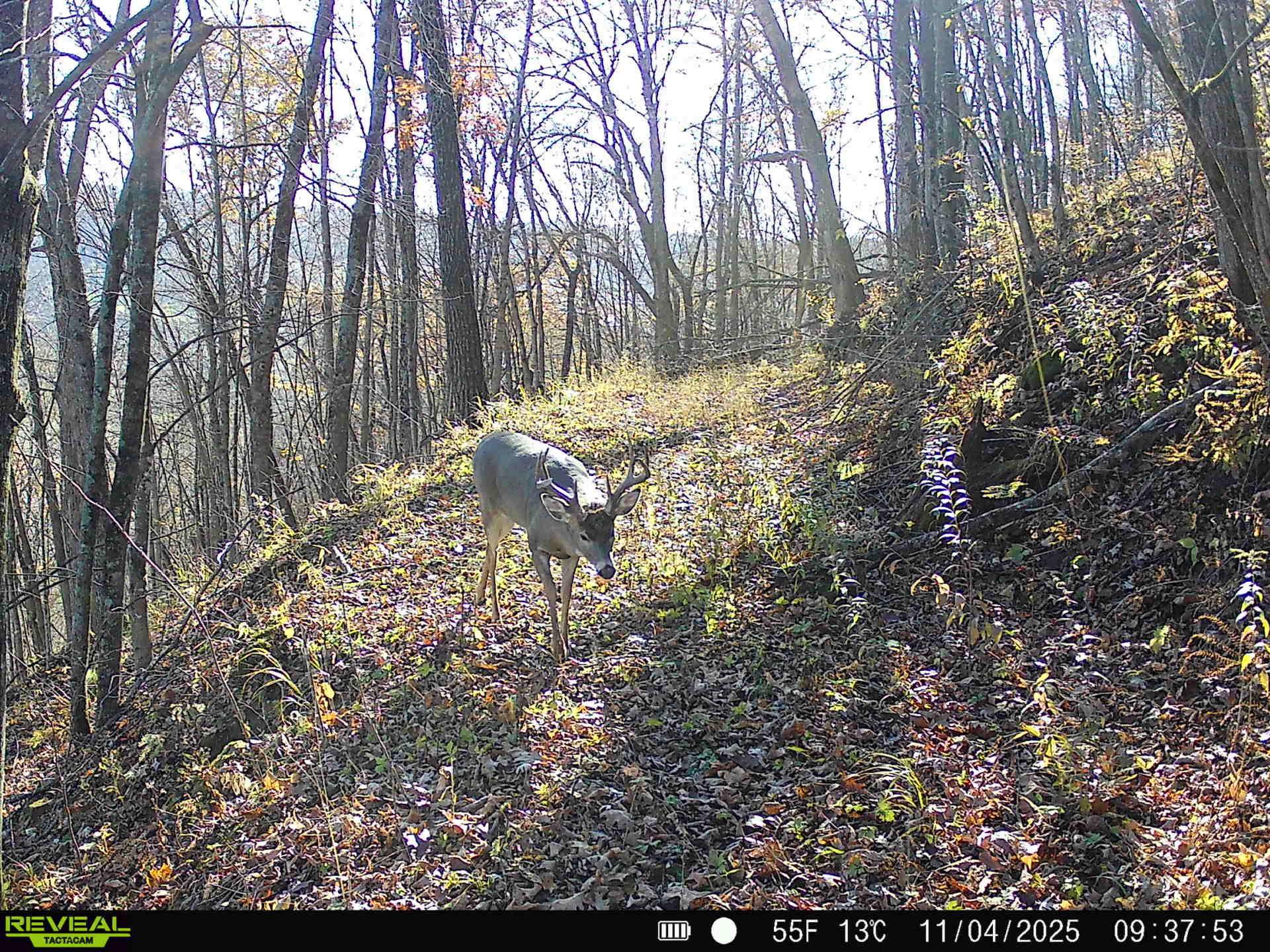 100 +/- Acre Ridge-Top Driftless Retreat in Crawford County WI