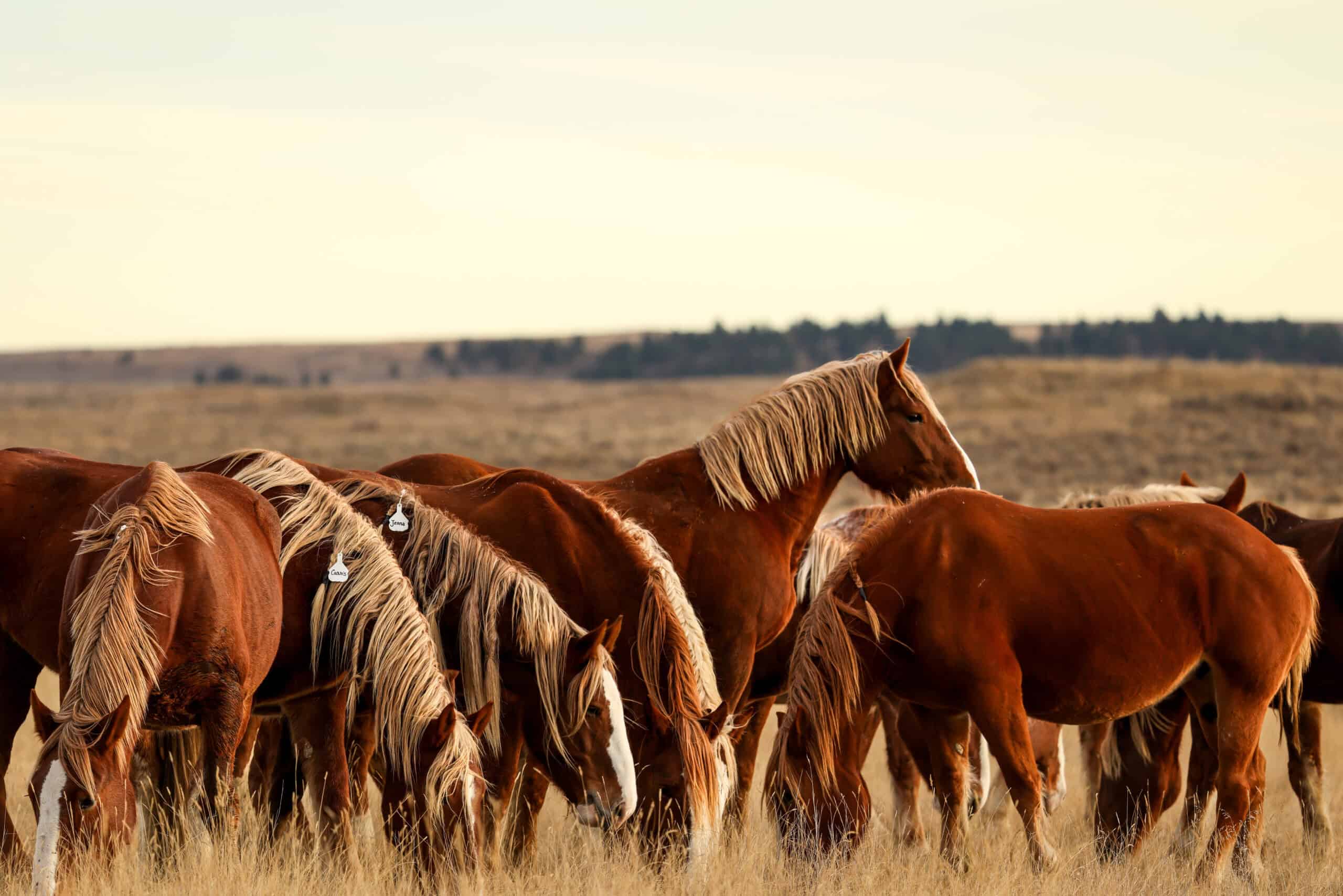 S Bar Ranch – 19,816± Acres North of Custer, Yellowstone County, Montana