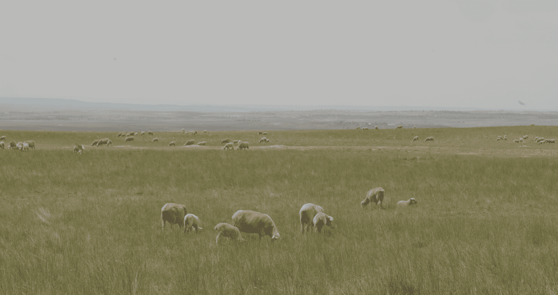 S Bar Ranch – 19,816± Acres North of Custer, Yellowstone County, Montana