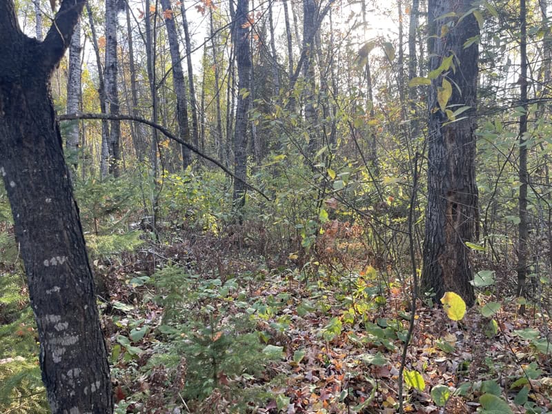 20 Acre Hunting Property w/ Quonset Shack For Sale in Kerrick MN