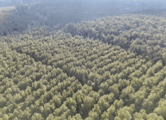 Prime Hunting Property in St Helena Parish, LA