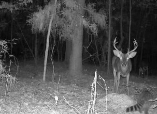 10 Acres Wooded Homesite & Hunting Tract in Smithdale, MS