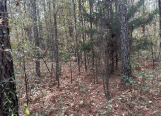 Hunting and Timberland w/ Homesite Potential Trout LA