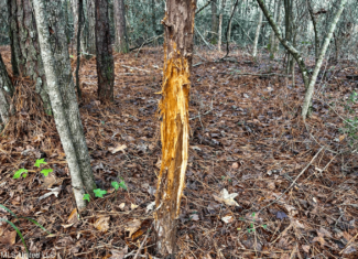 39.7 Acres in Brookhaven MS