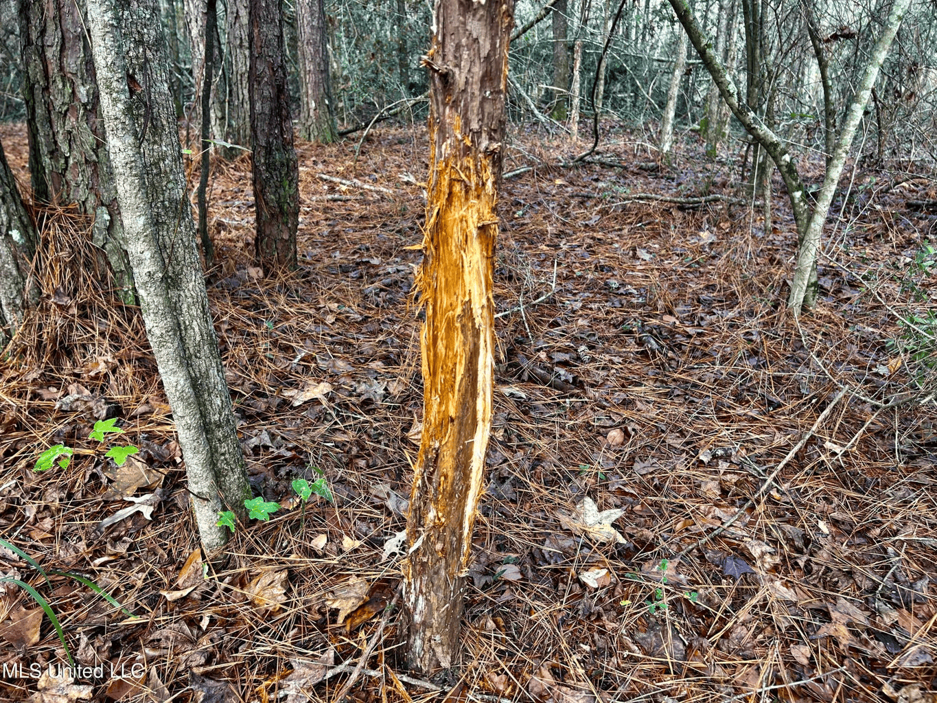 39.7 Acres in Brookhaven MS