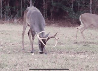 Asilo Farms on Bala Chitto Creek, Southwest Mississippi
