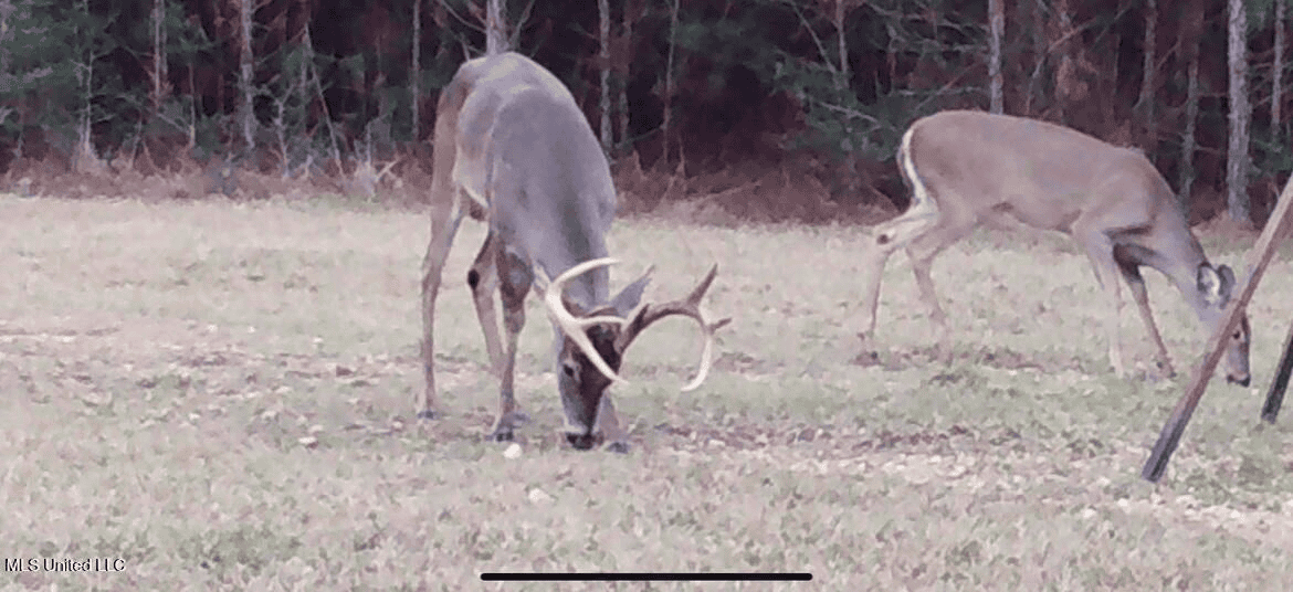 Asilo Farms on Bala Chitto Creek, Southwest Mississippi