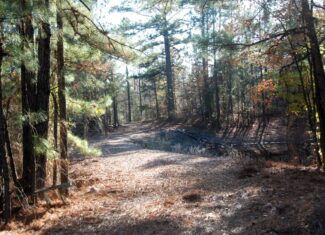 19.984 Acres East Texas Hunting Land near Hawkins TX Wood County