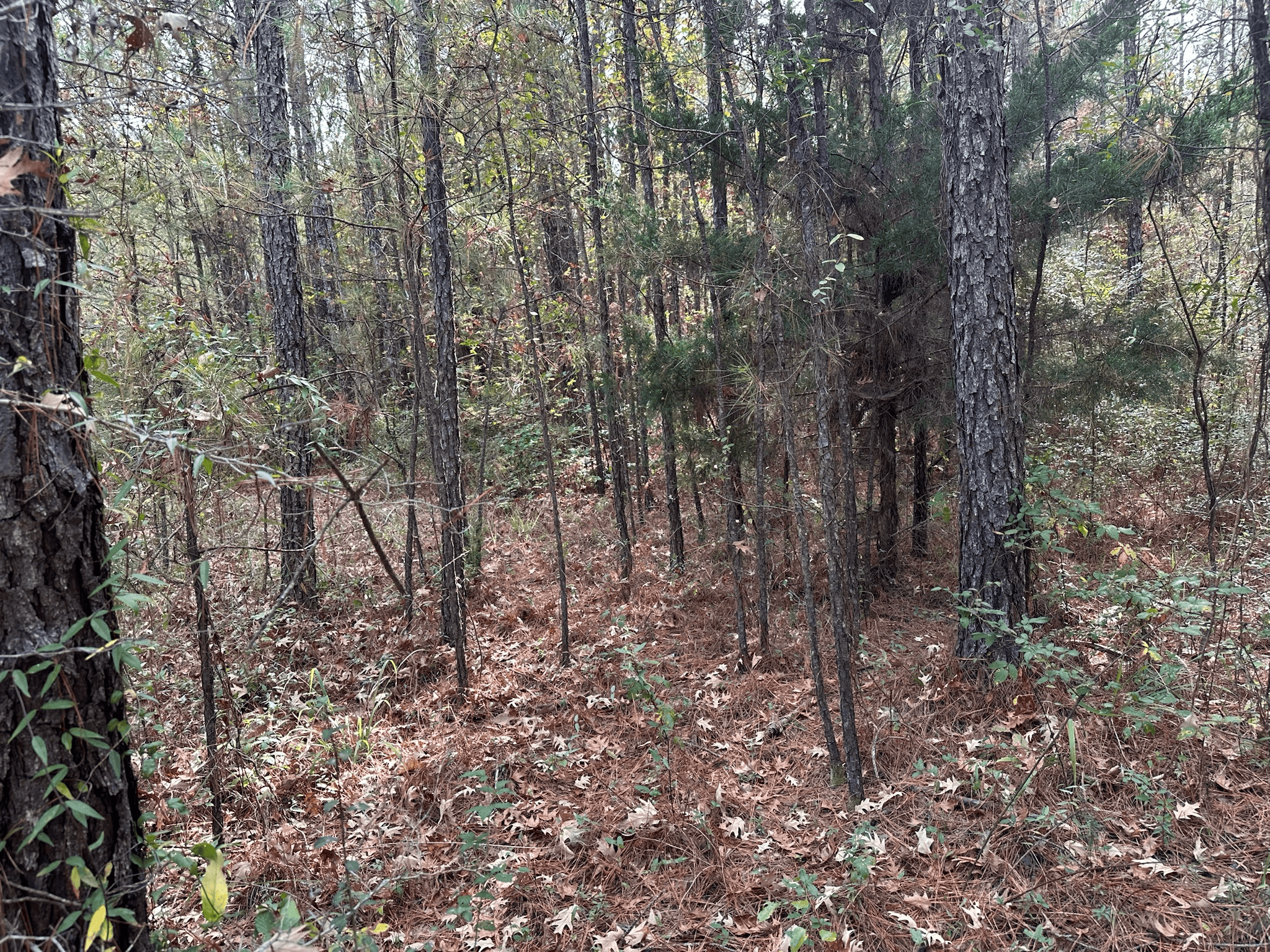 Hunting and Timberland w/ Homesite Potential Trout LA
