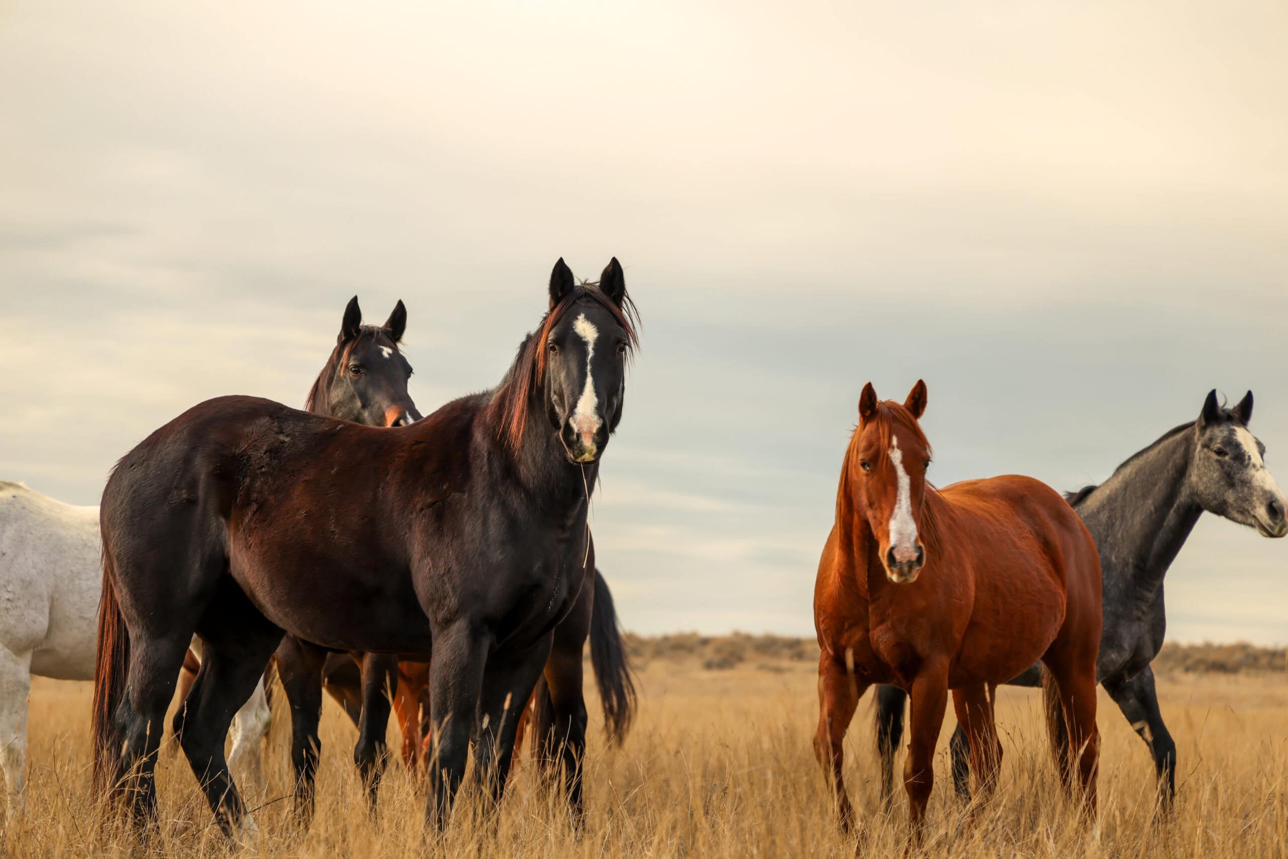 S Bar Ranch – 19,816± Acres North of Custer, Yellowstone County, Montana