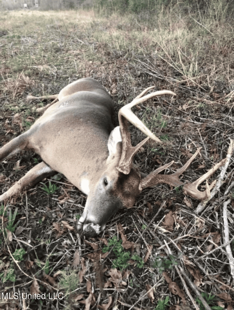 Asilo Farms on Bala Chitto Creek, Southwest Mississippi