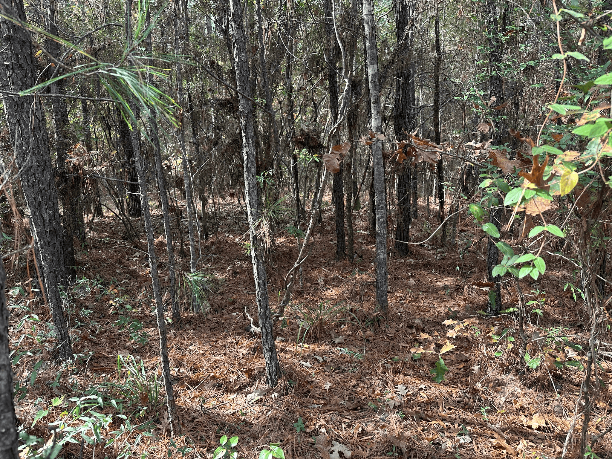 Hunting and Timberland w/ Homesite Potential Trout LA