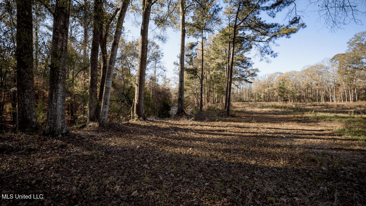 84.5 Acres in Woodville, MS on Hwy 24 with Creeks