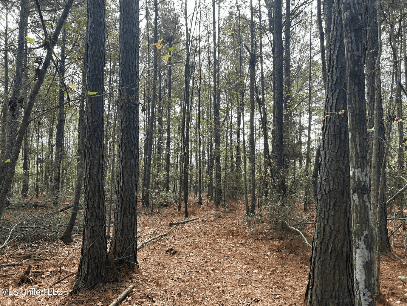 39.7 Acres in Brookhaven MS