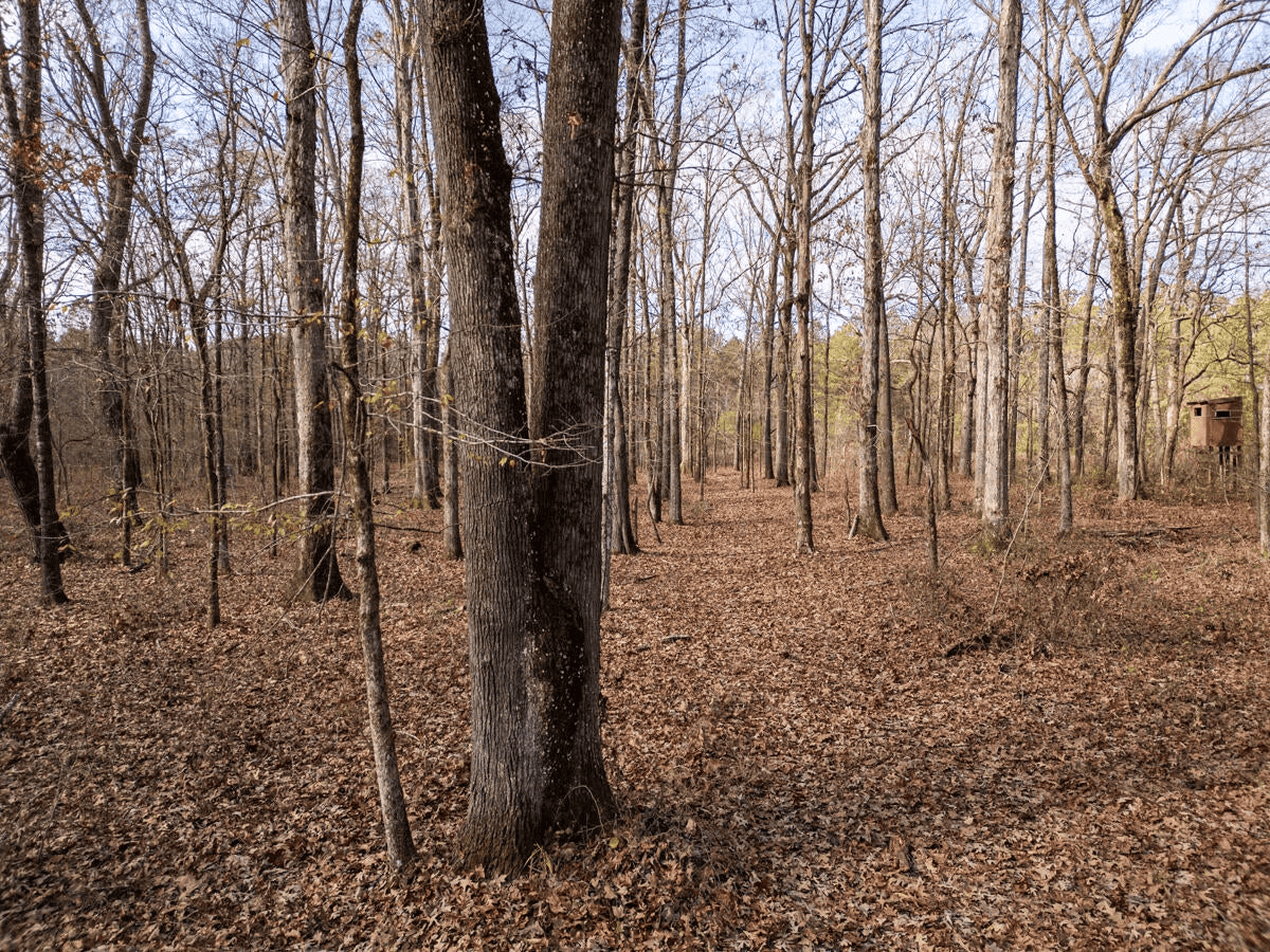 Timberland Farmland For Sale Clay County MS