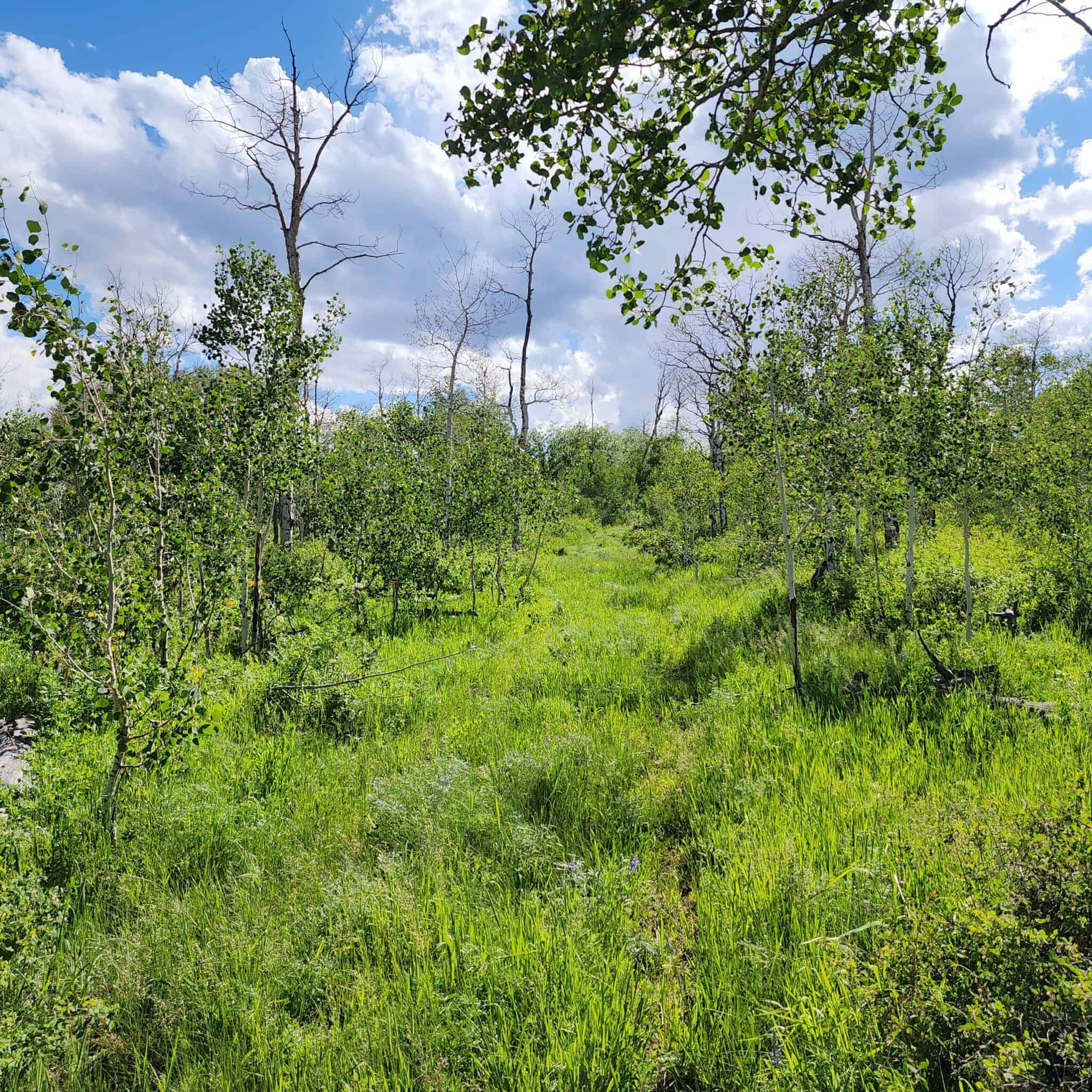 Colorado Hunting Land for Sale