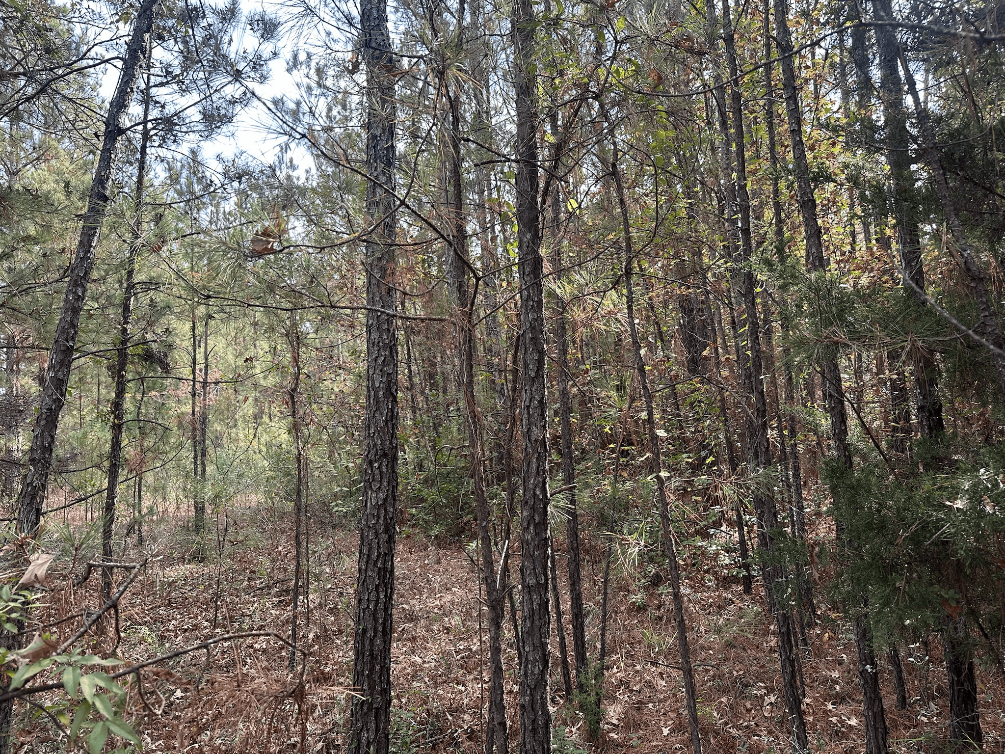 Hunting and Timberland w/ Homesite Potential Trout LA