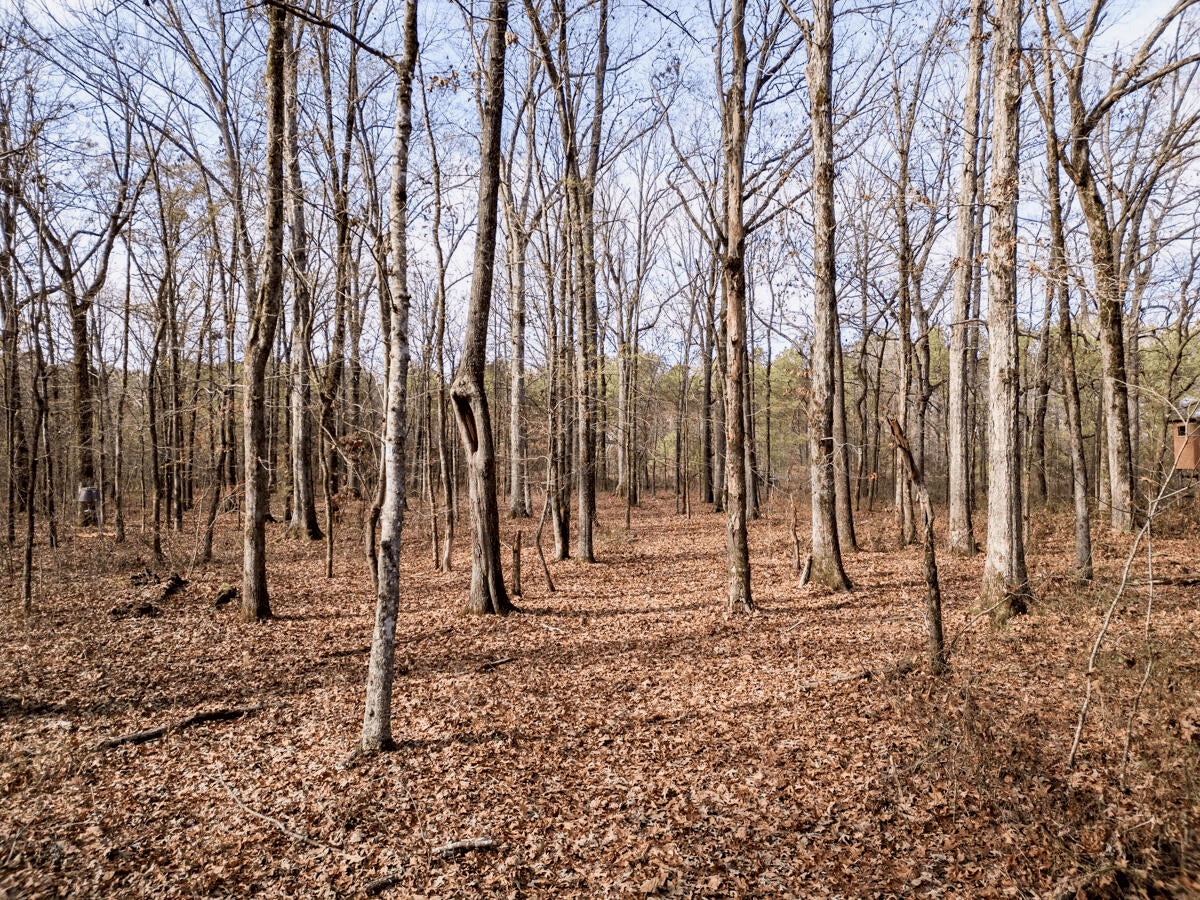 Timberland Farmland For Sale Clay County MS