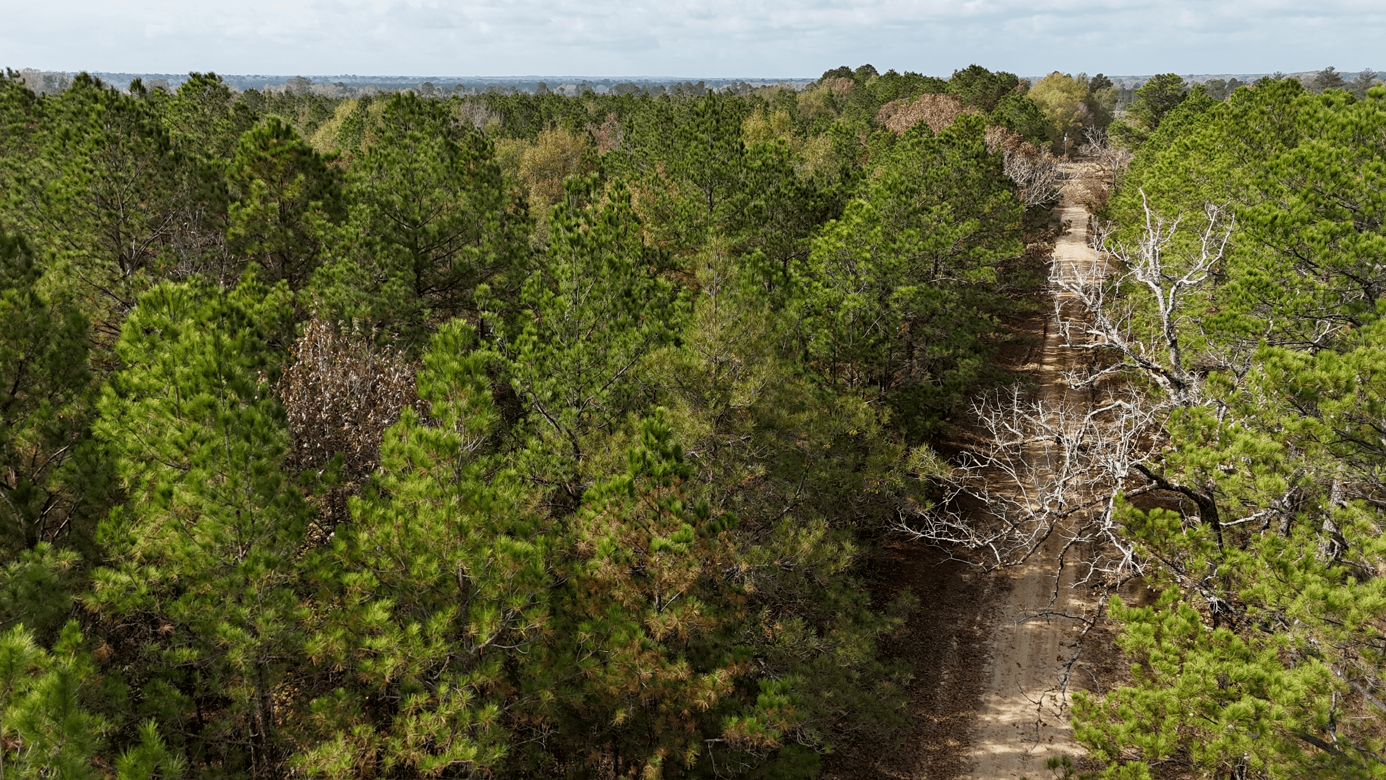 Hunting and Timberland w/ Homesite Potential Trout LA