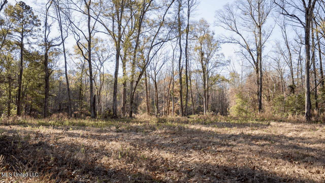 84.5 Acres in Woodville, MS on Hwy 24 with Creeks