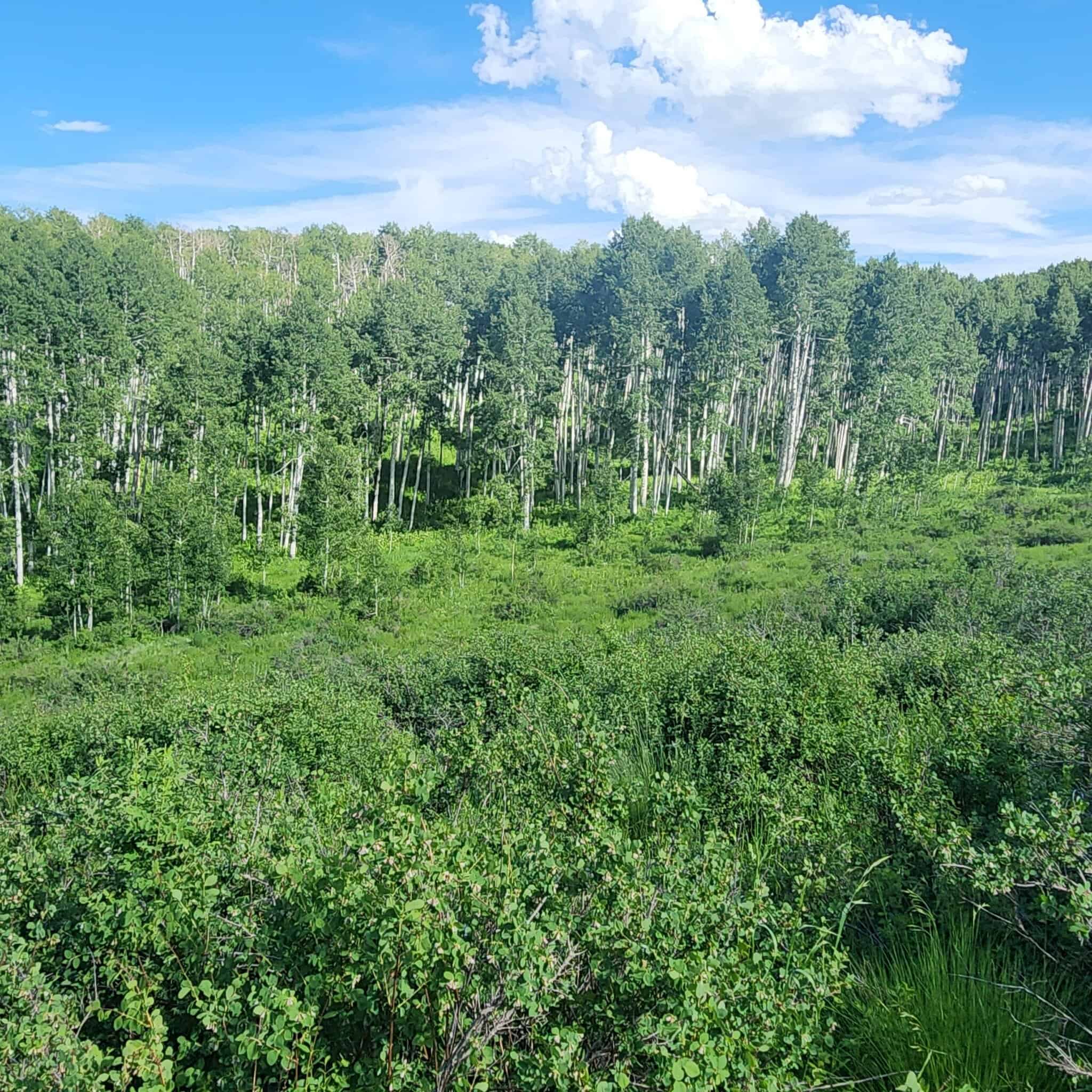 Colorado Hunting Land for Sale