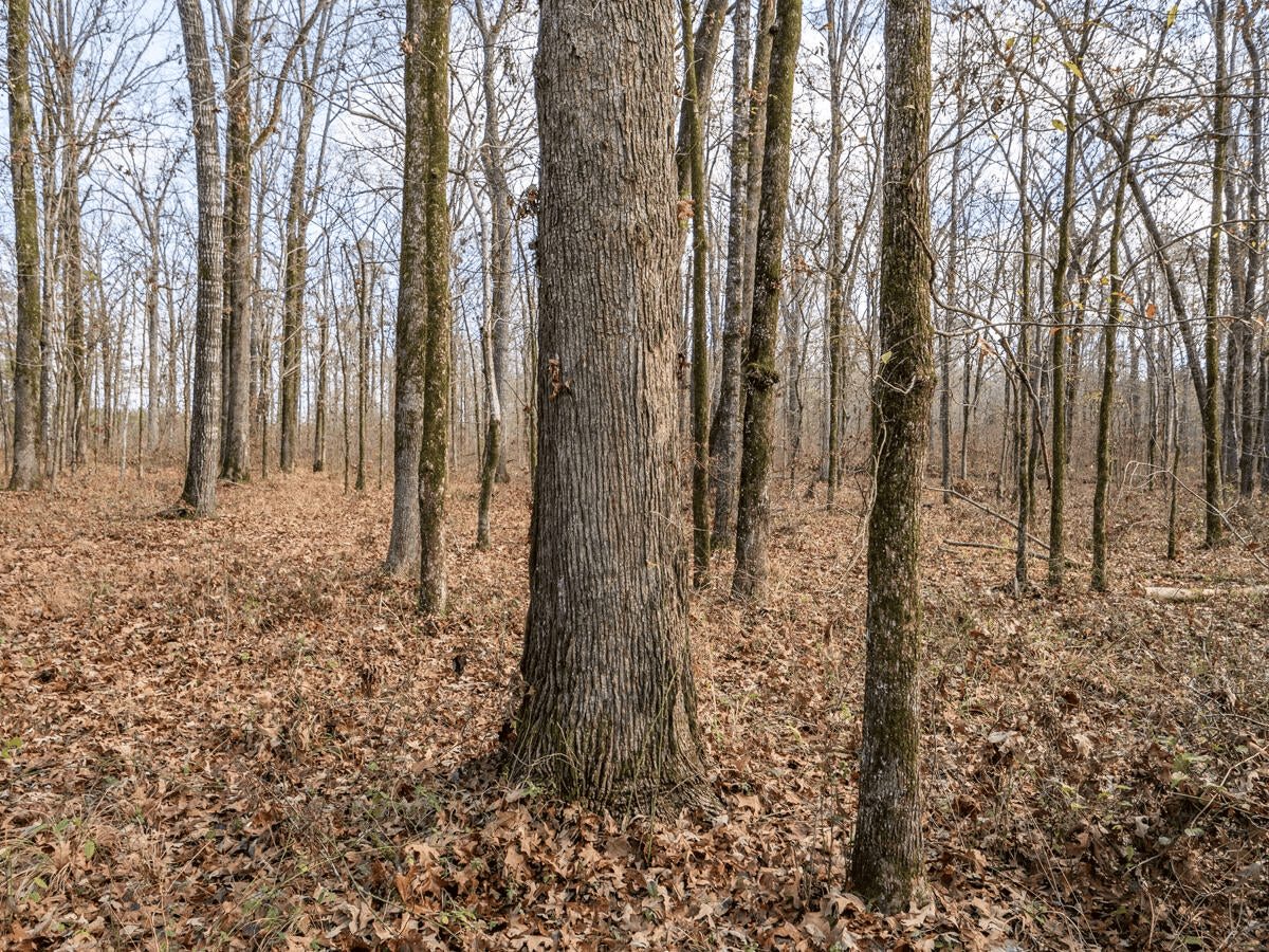 Timberland Farmland For Sale Clay County MS