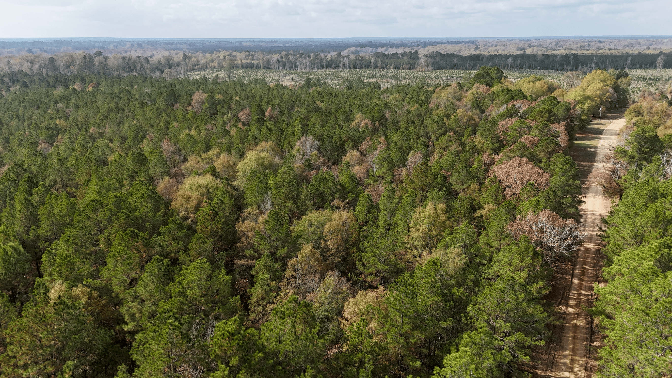 Hunting and Timberland w/ Homesite Potential Trout LA