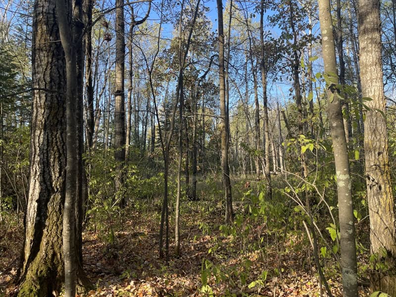 20 Acre Hunting Property w/ Quonset Shack For Sale in Kerrick MN