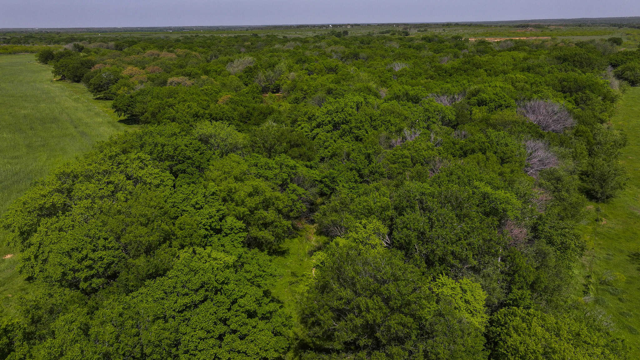 20 ac Prime North Texas Residential Land in Montague County, TX