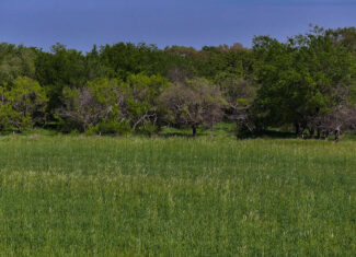 22 +/- ac Residential in Montague County, Texas