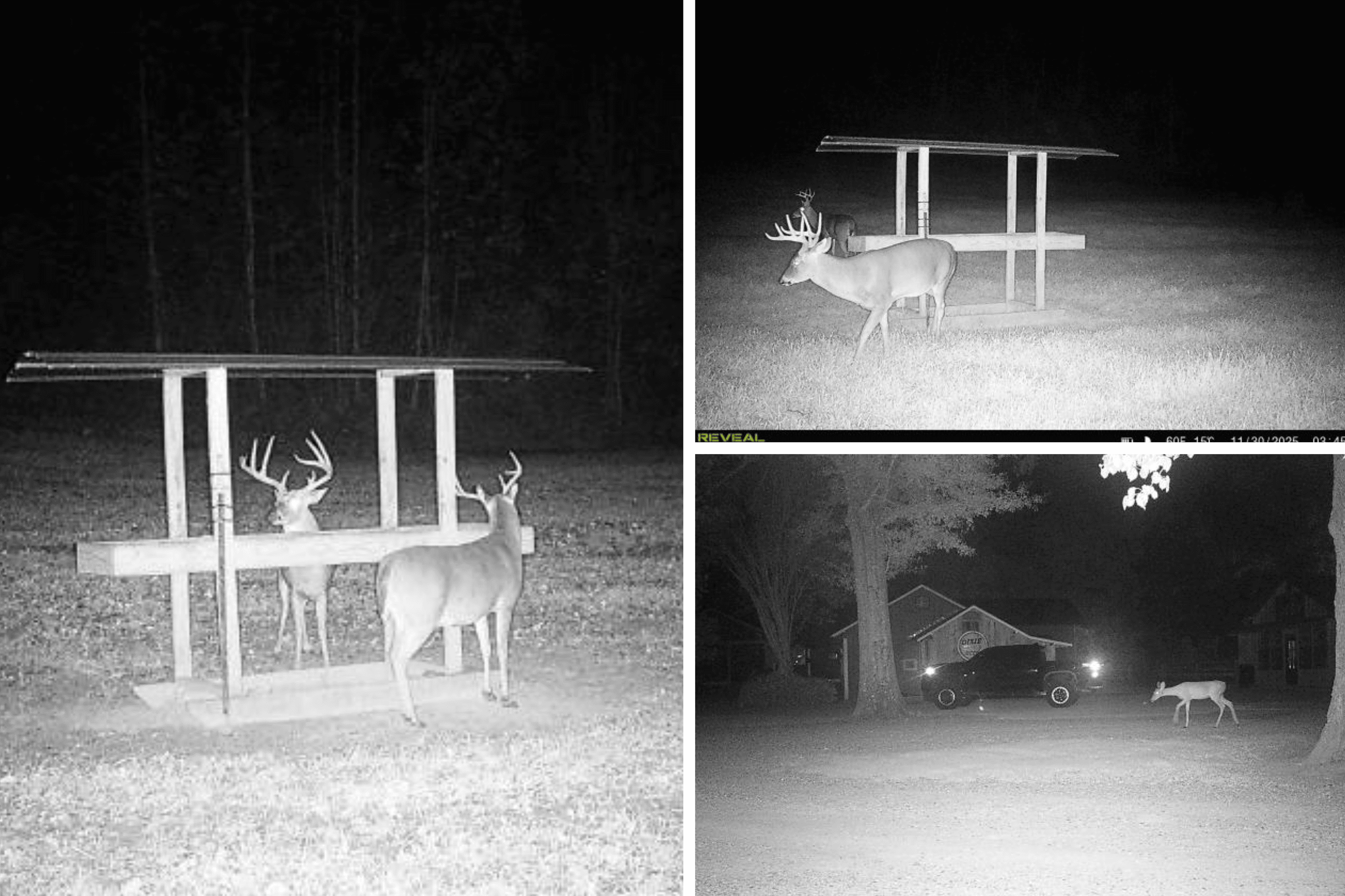 Woodville, MS – 40 Acres with Income-Producing Camp