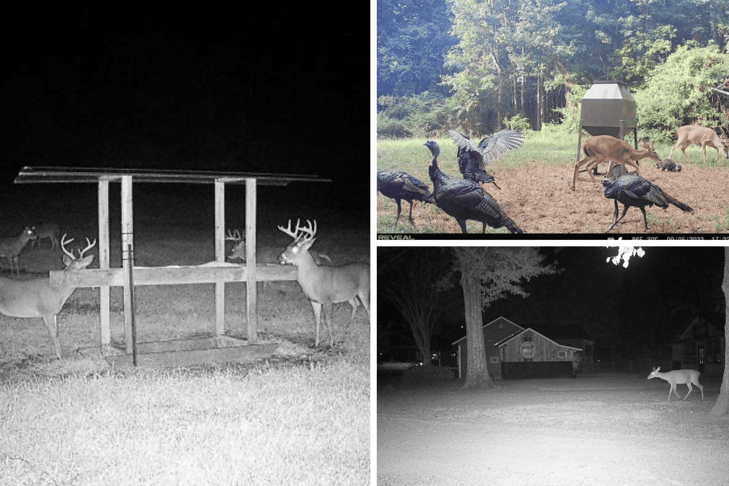 Woodville, MS – 40 Acres with Income-Producing Camp