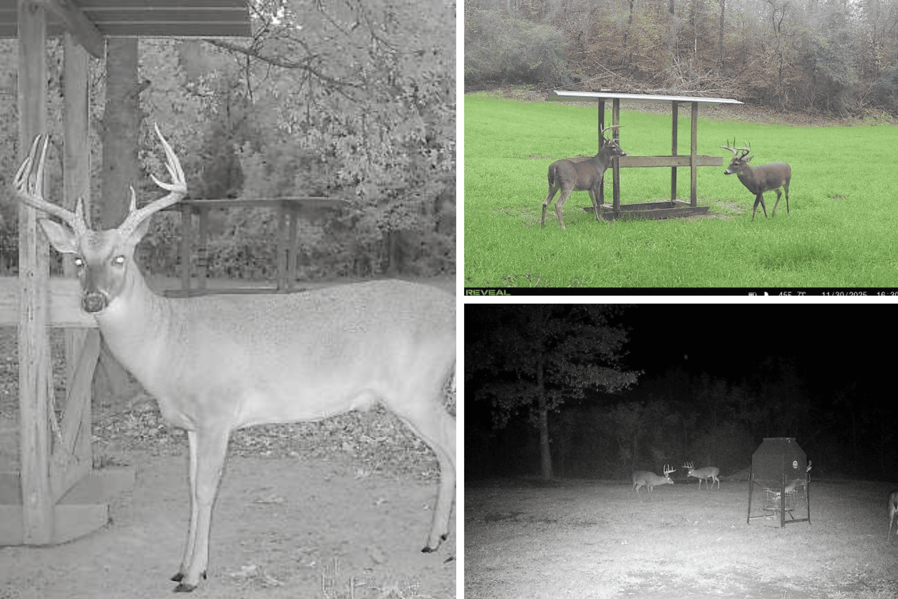 Woodville, MS – 40 Acres with Income-Producing Camp