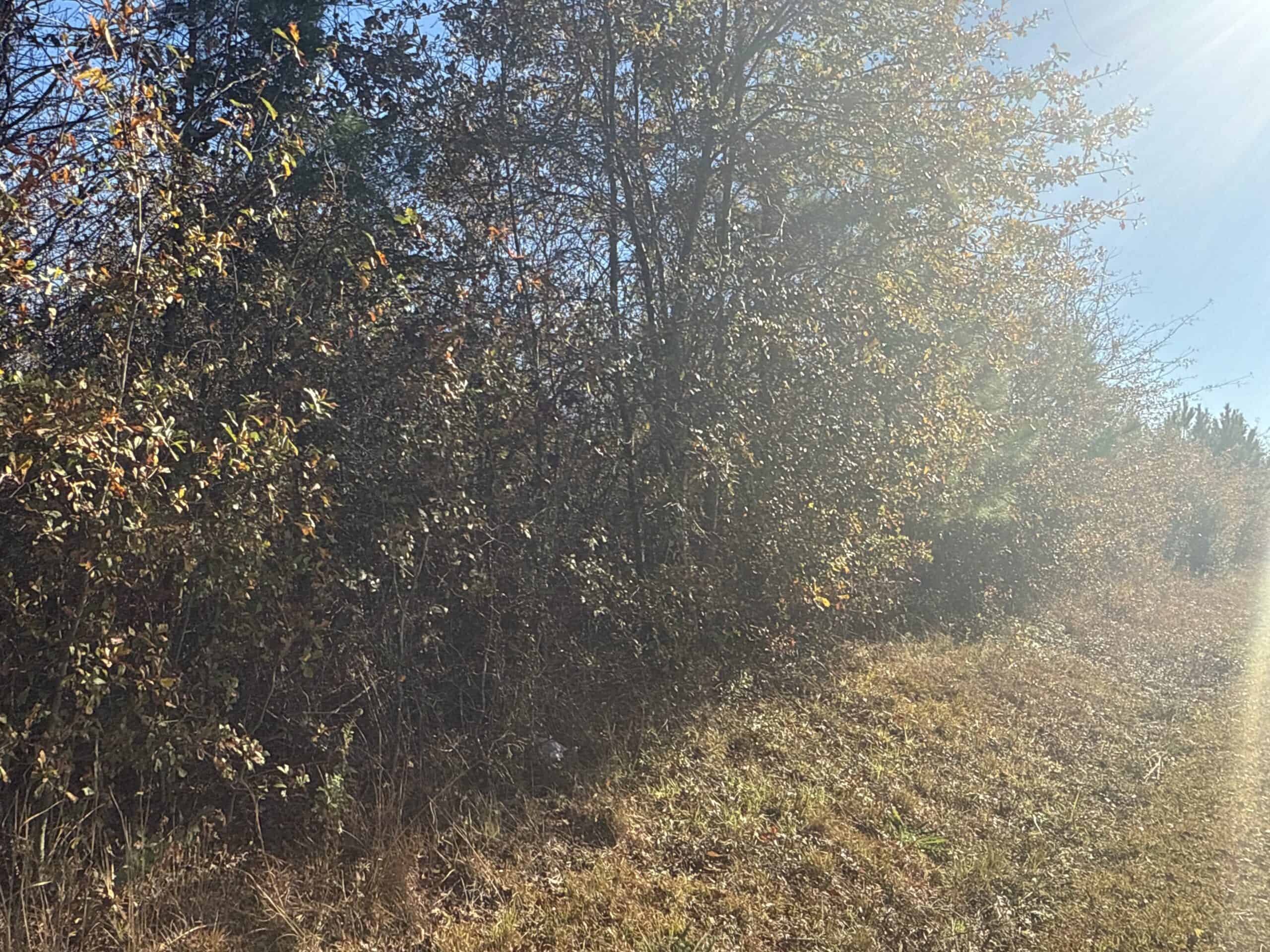 52-Acre Timber and Hunting Tract Near New Bern, NC