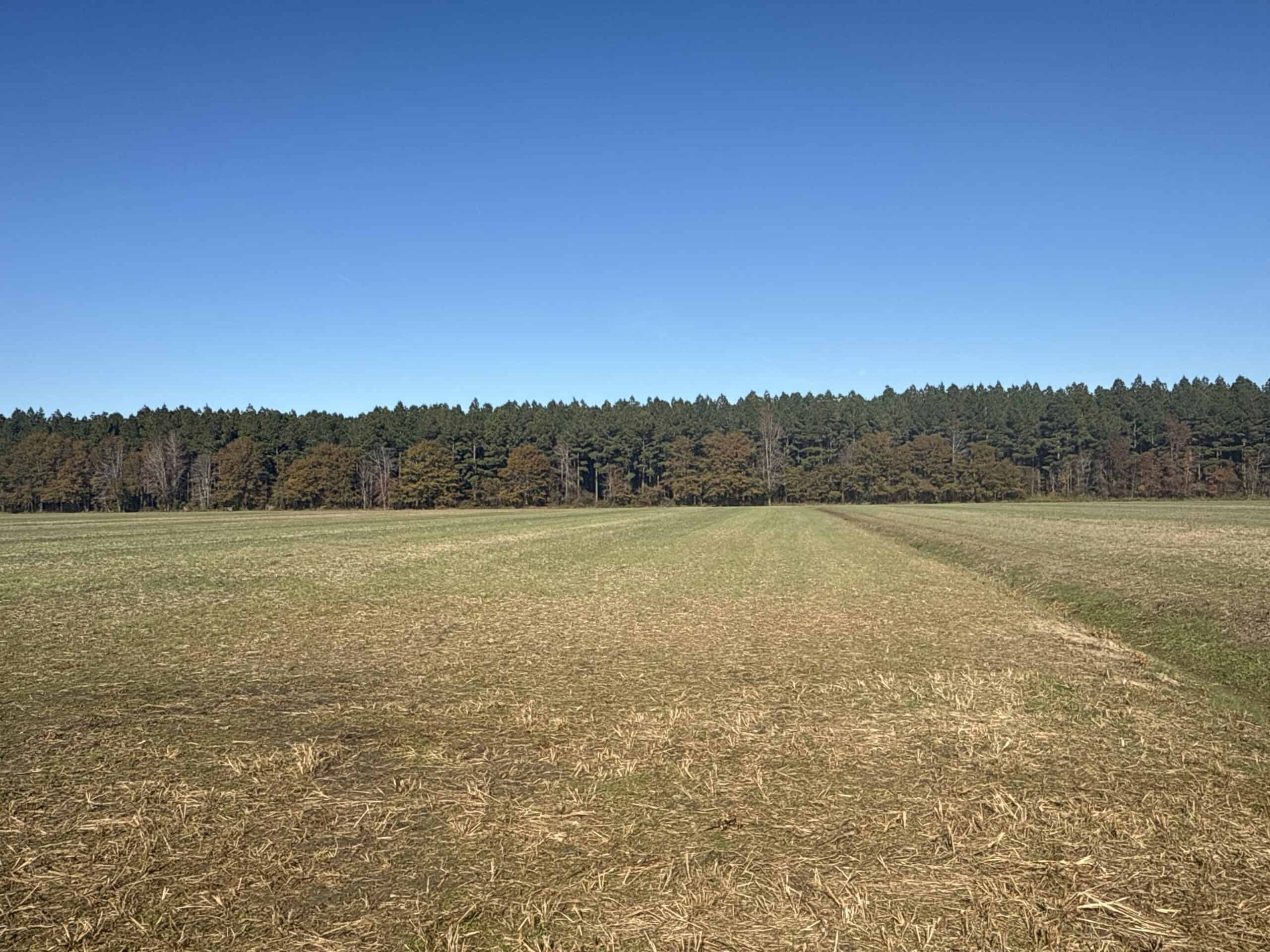125 Acres of Farmland & Timberland on Tuten Road for Sale