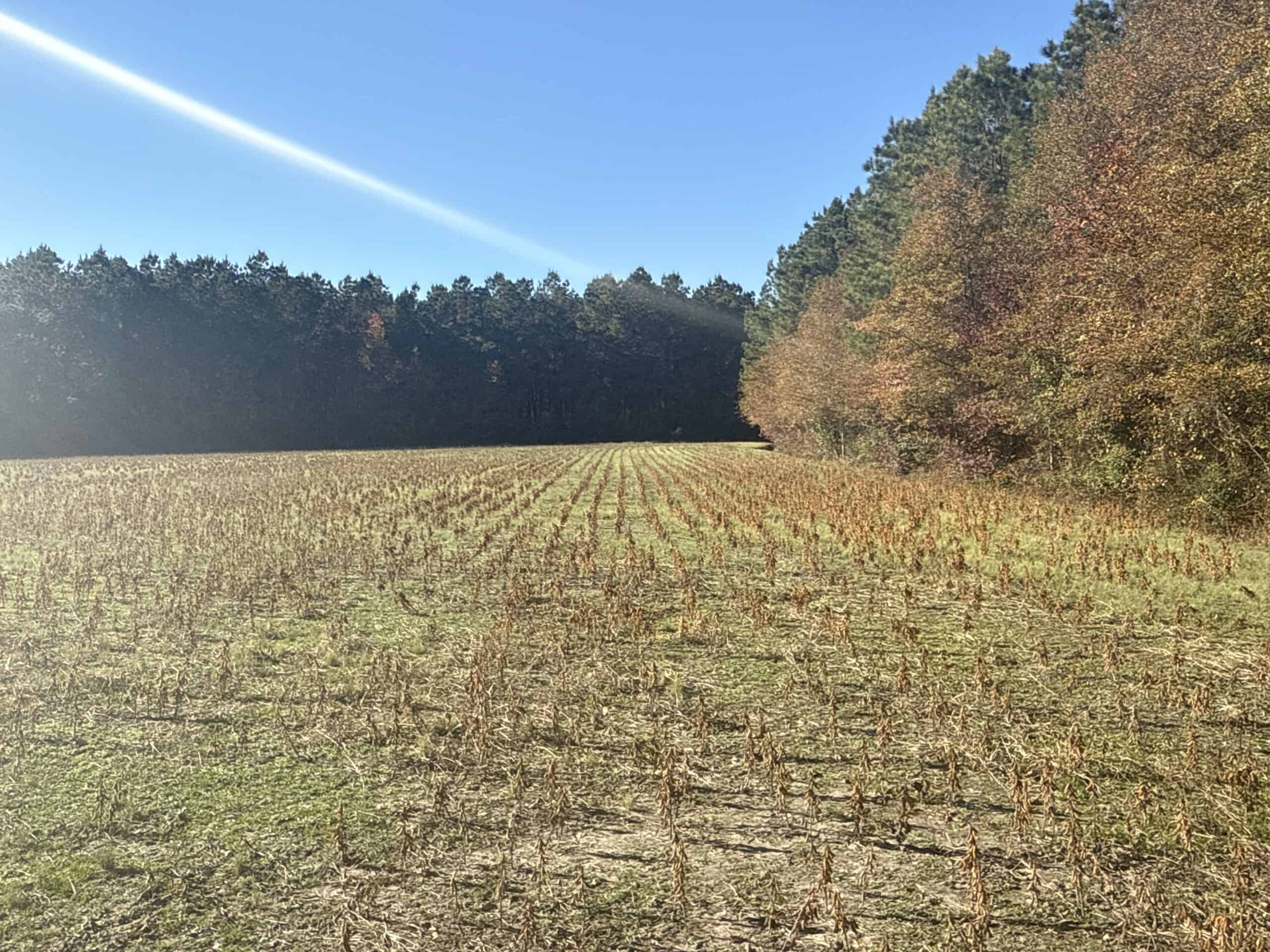 93-Acre Farm & Timber and Hunting Tract Near Washington, NC