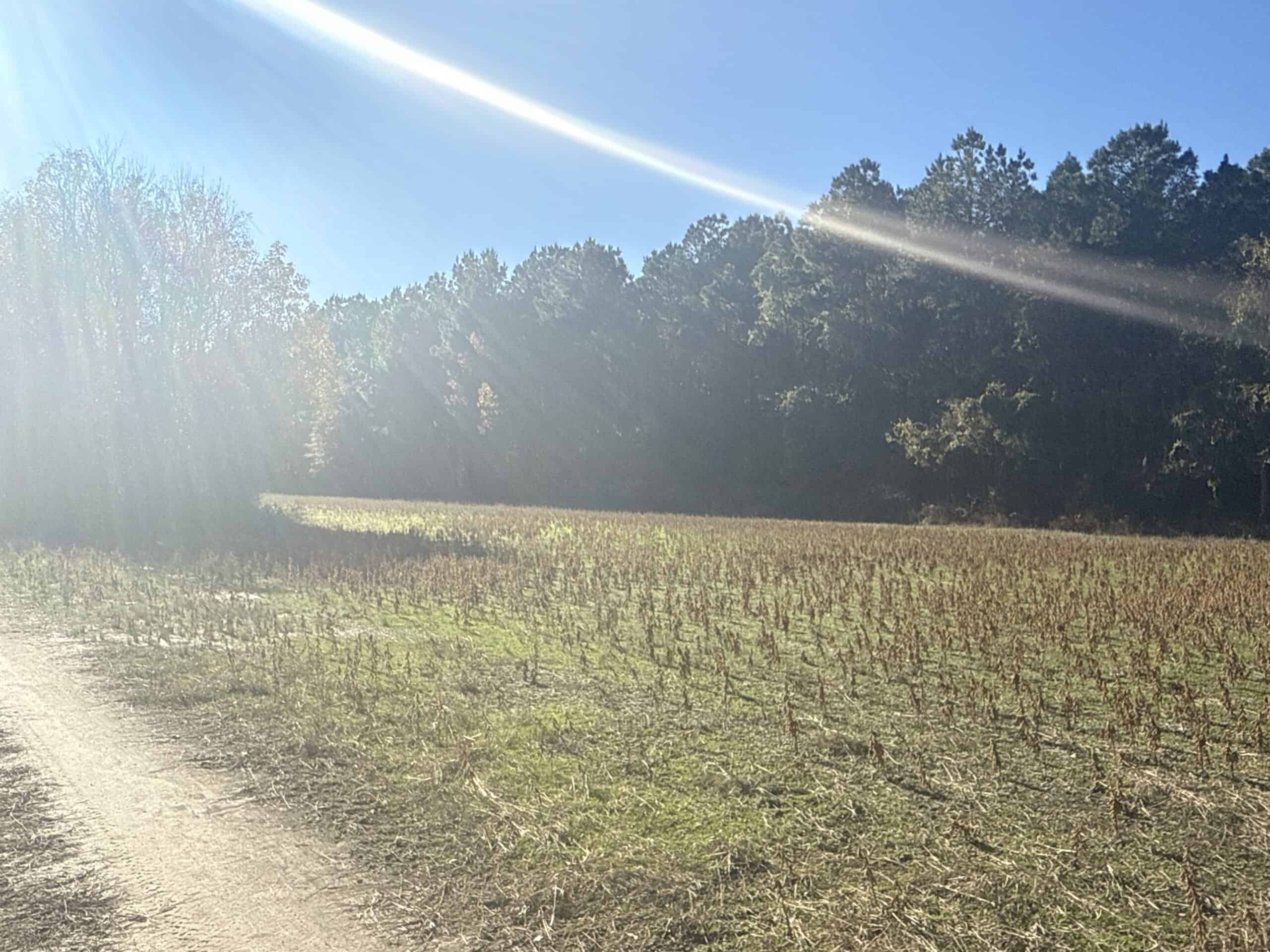 93-Acre Farm & Timber and Hunting Tract Near Washington, NC