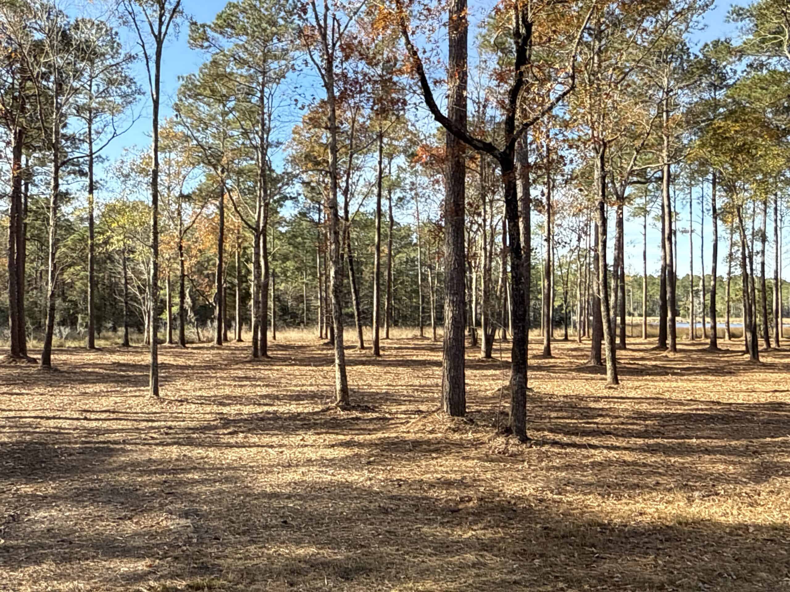 Prime 112-Acre Pungo River Waterfront Land for Sale