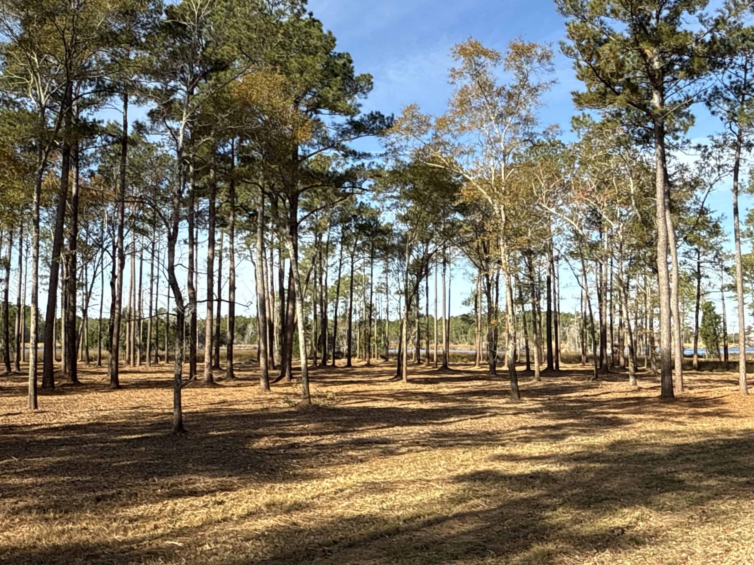 Prime 112-Acre Pungo River Waterfront Land for Sale