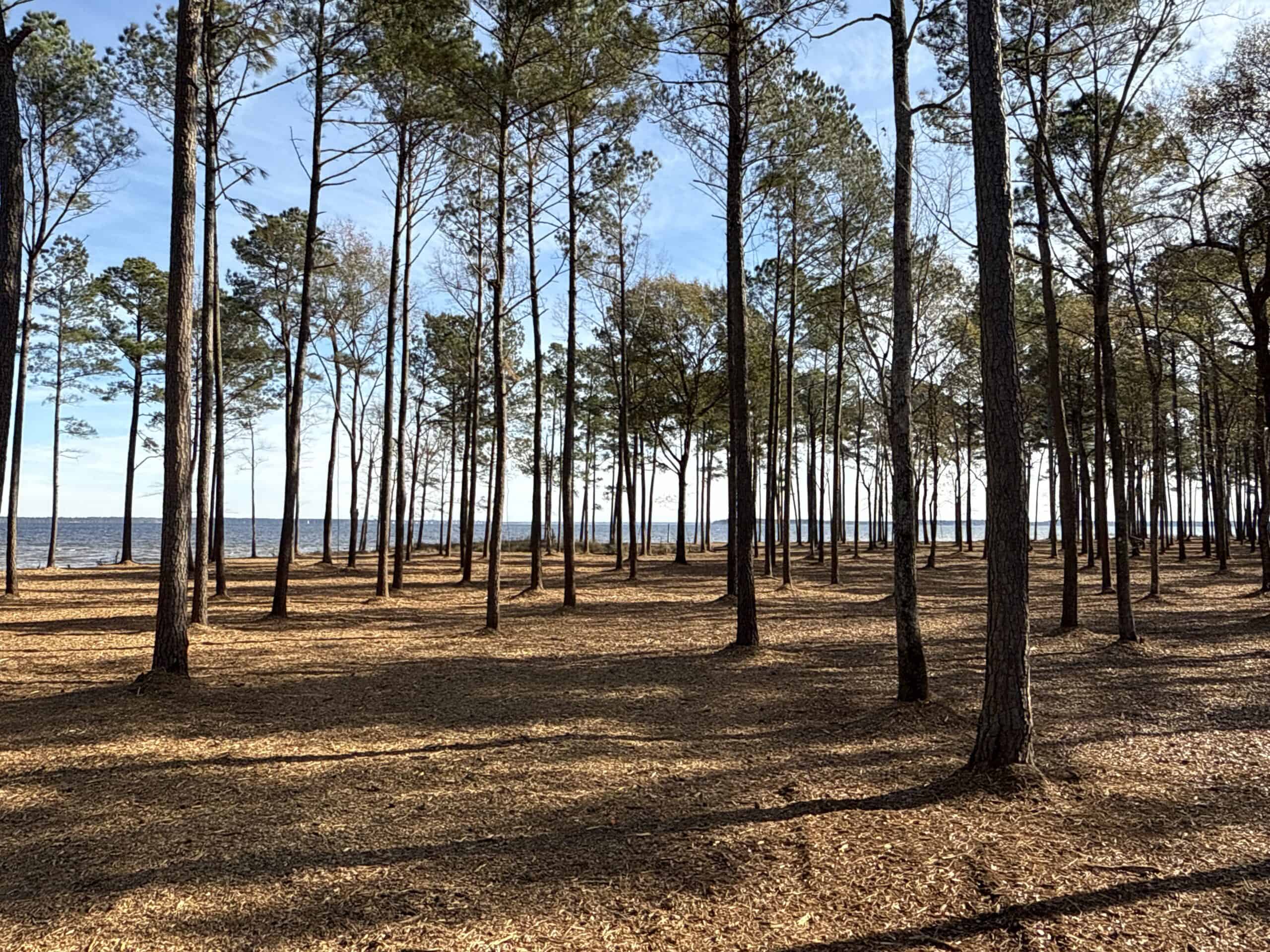 Prime 112-Acre Pungo River Waterfront Land for Sale