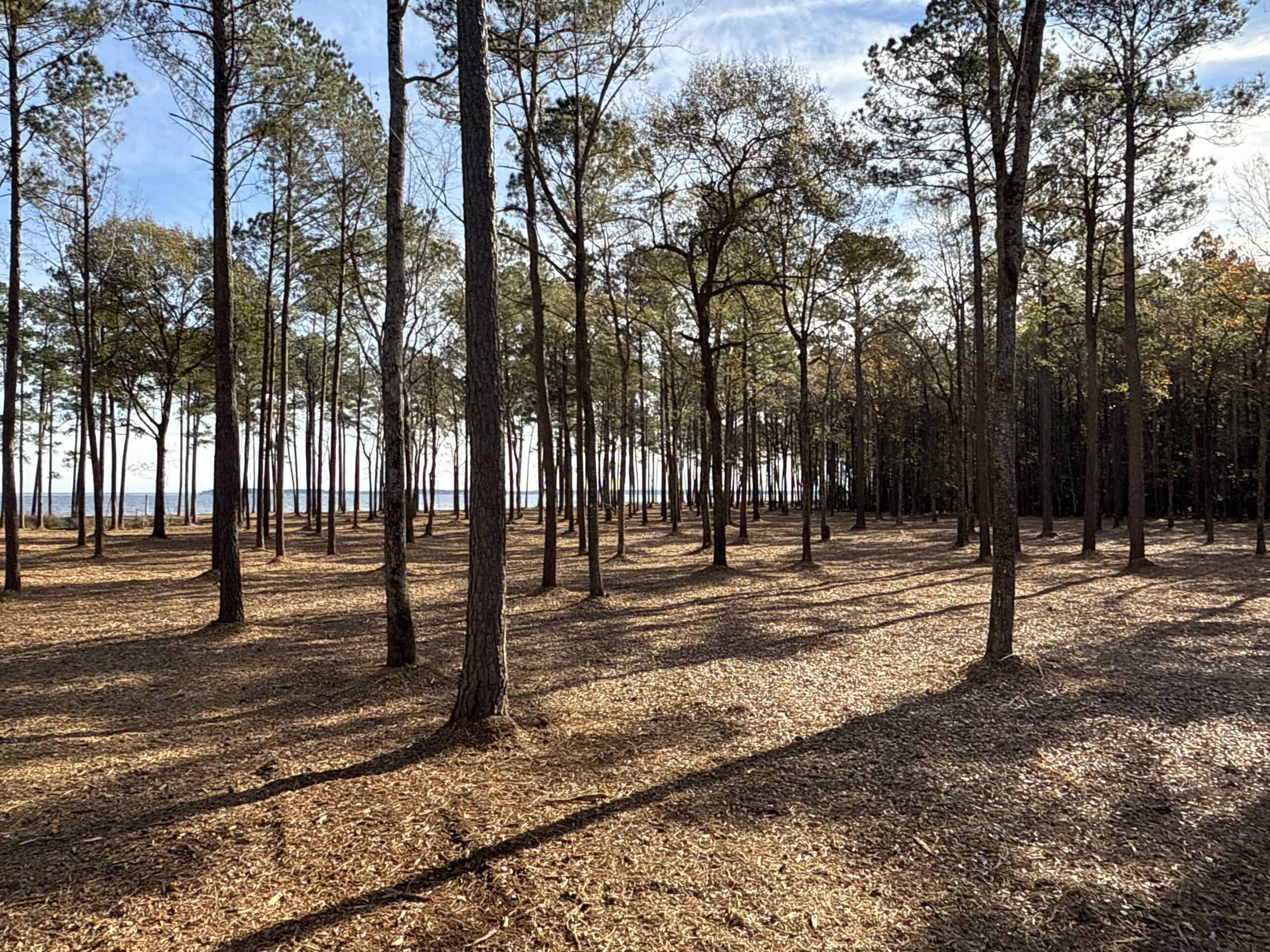 Prime 112-Acre Pungo River Waterfront Land for Sale