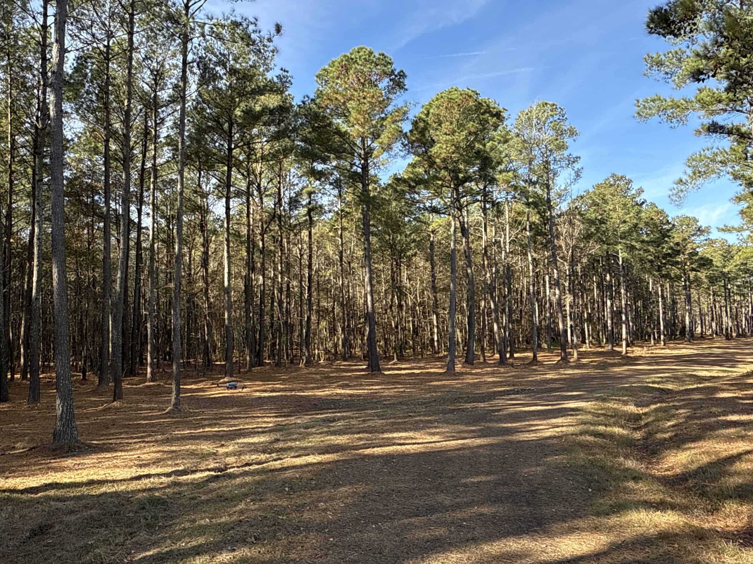 Prime 112-Acre Pungo River Waterfront Land for Sale