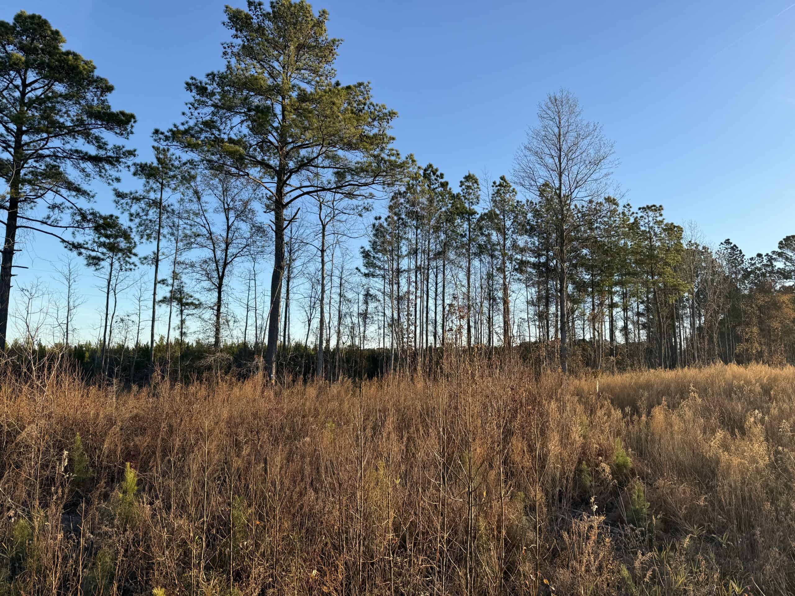 51-Acre Timber & Hunting Tract on Blounts Creek, NC